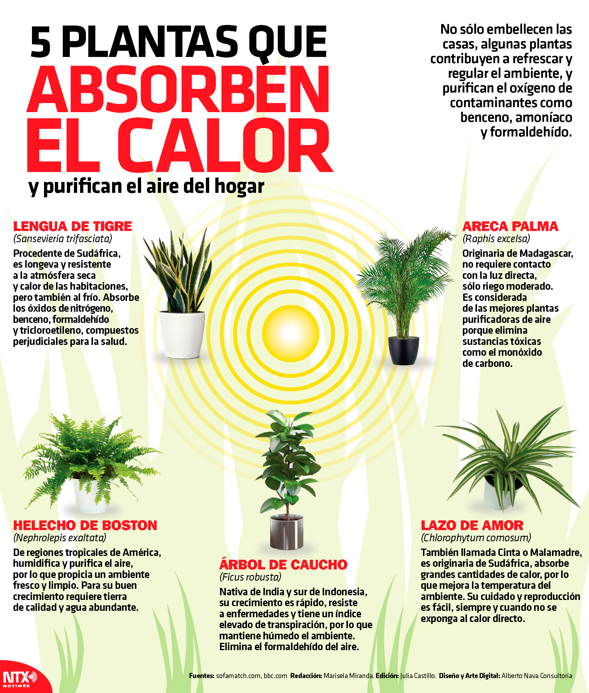 5 plantas que absorben el calor