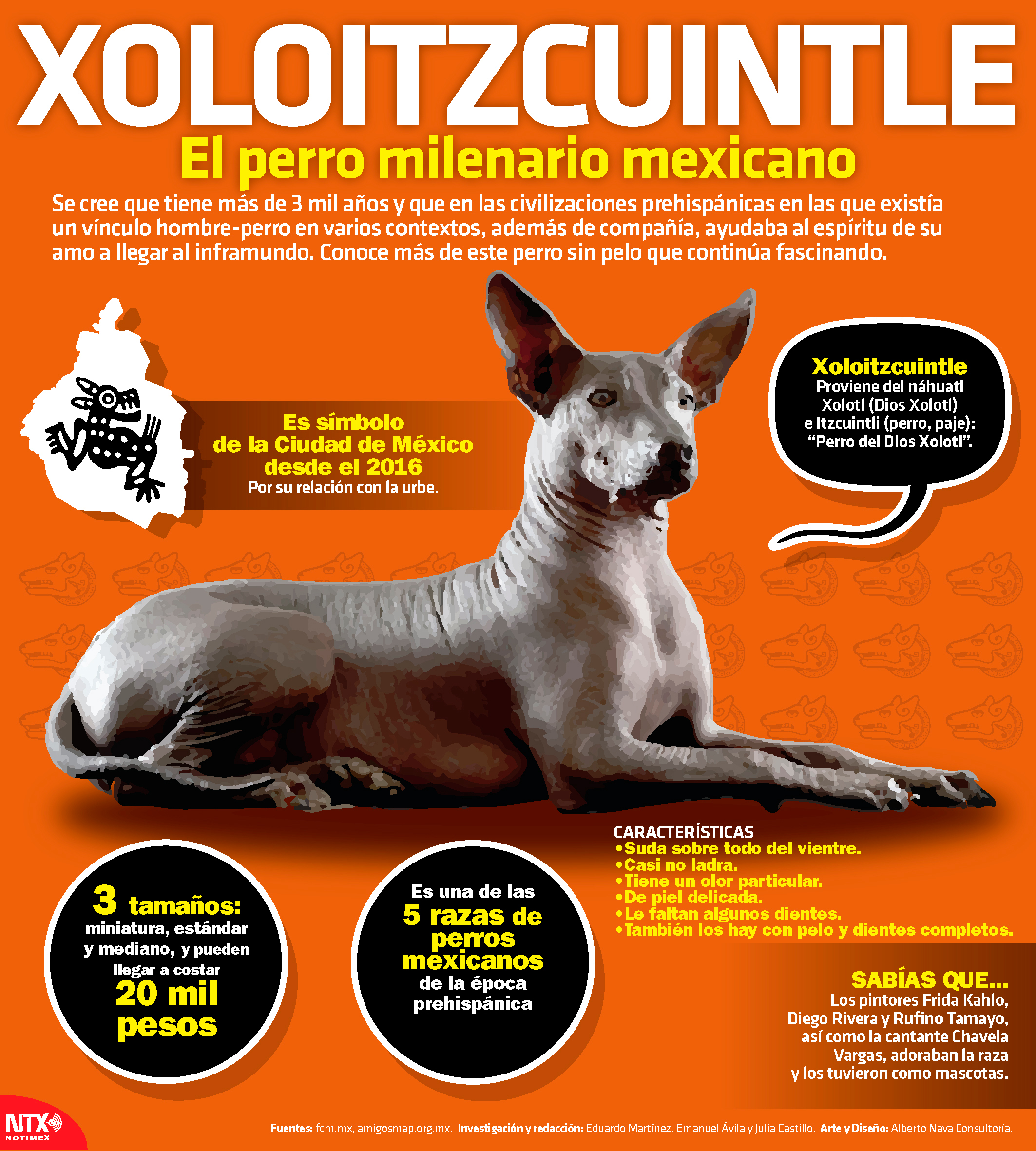 Xoloitzcuintle, el perro milenario mexicano 