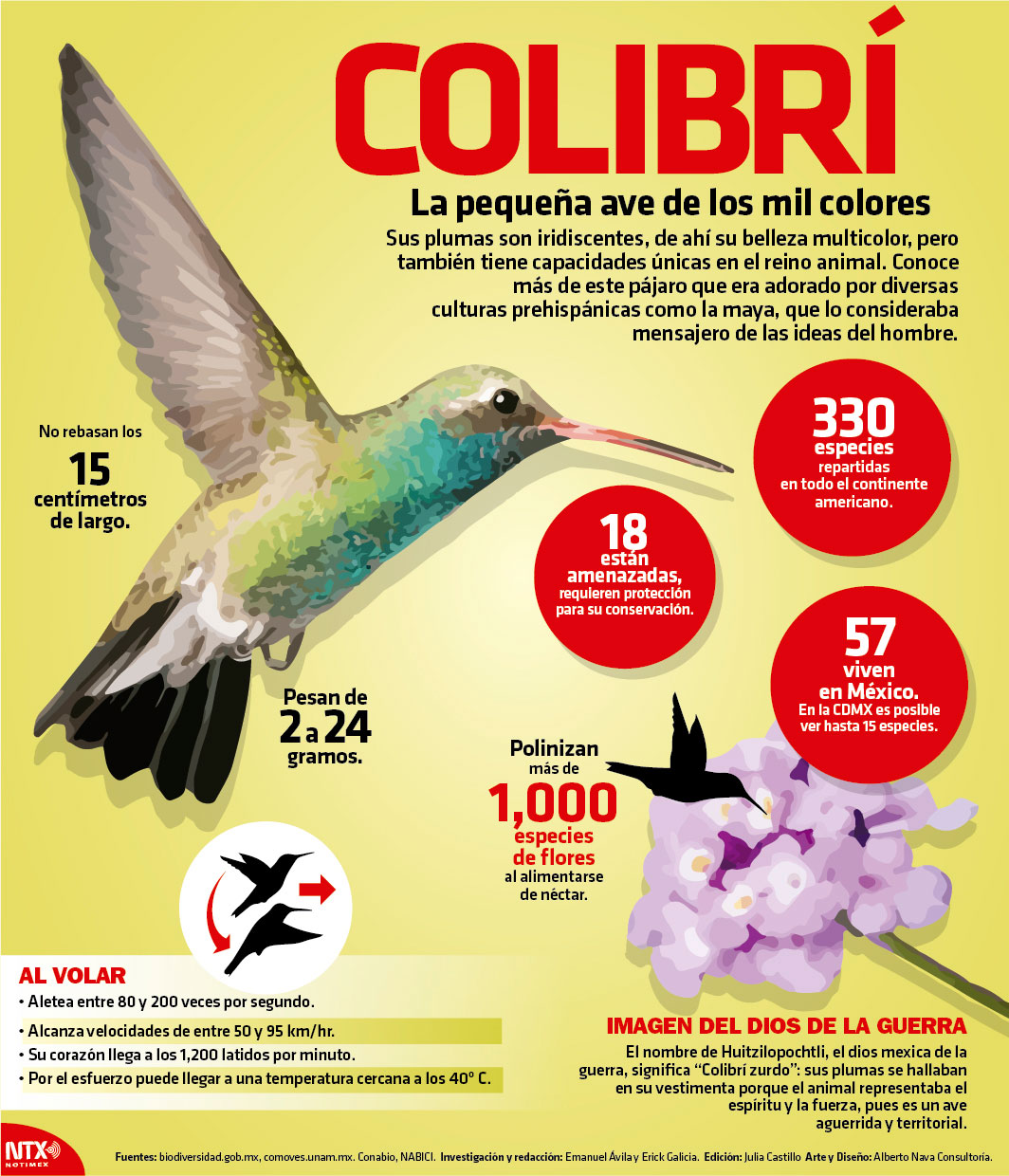 Colibr, la pequea ave de los mil colores