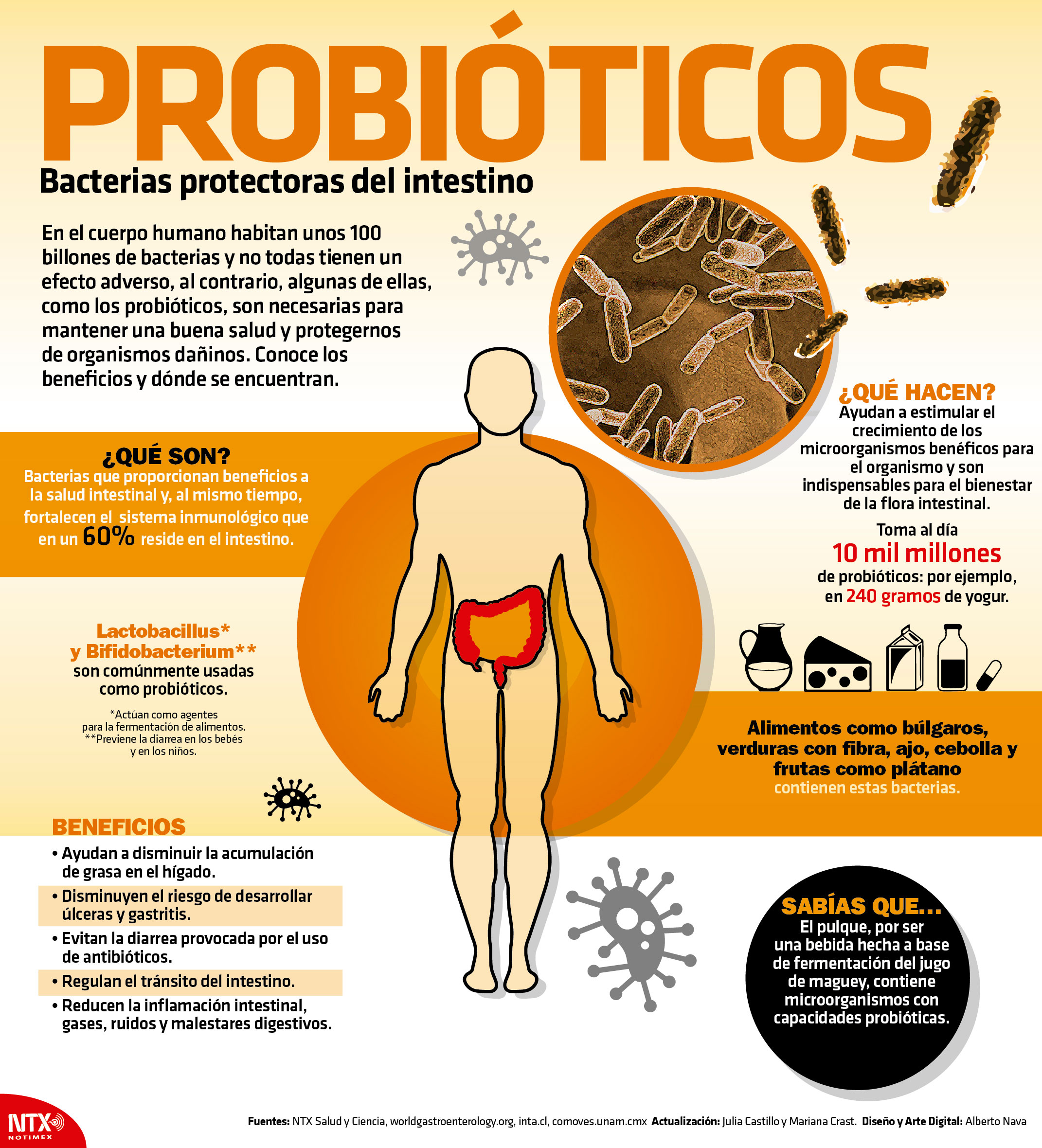 Probiticos, bacterias protectoras del intestino 