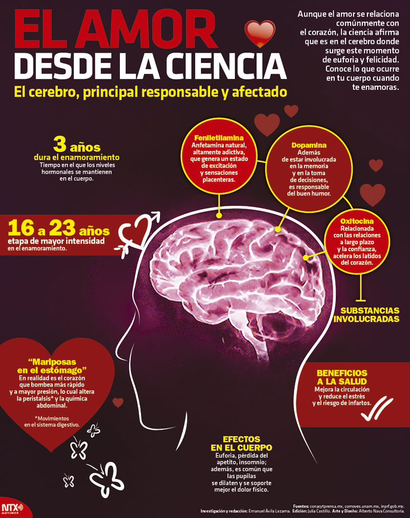 El amor desde la ciencia: EL cerebro principal responsable y afectado 