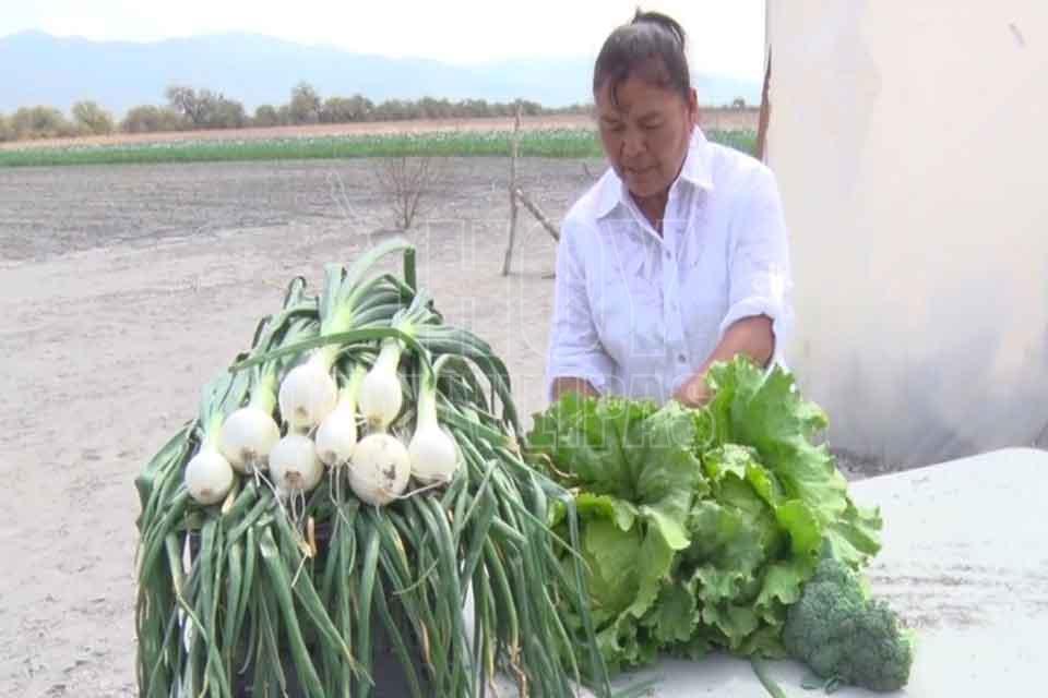Consolida UAT proyecto de horticultura con mujeres campesinas de ... - Hoy Tamaulipas