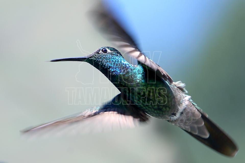Los colibrs o colibres