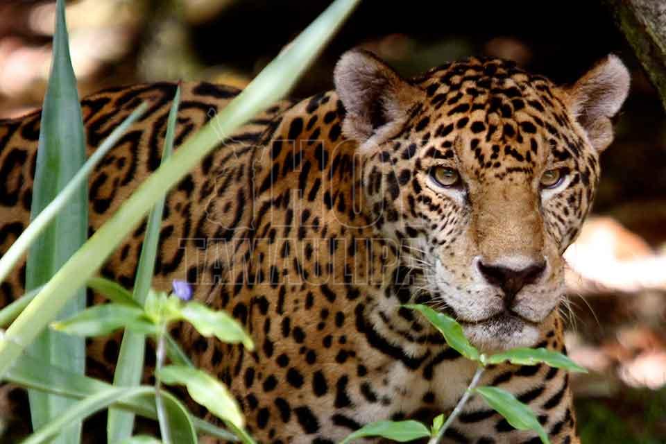Conservacin del jaguar