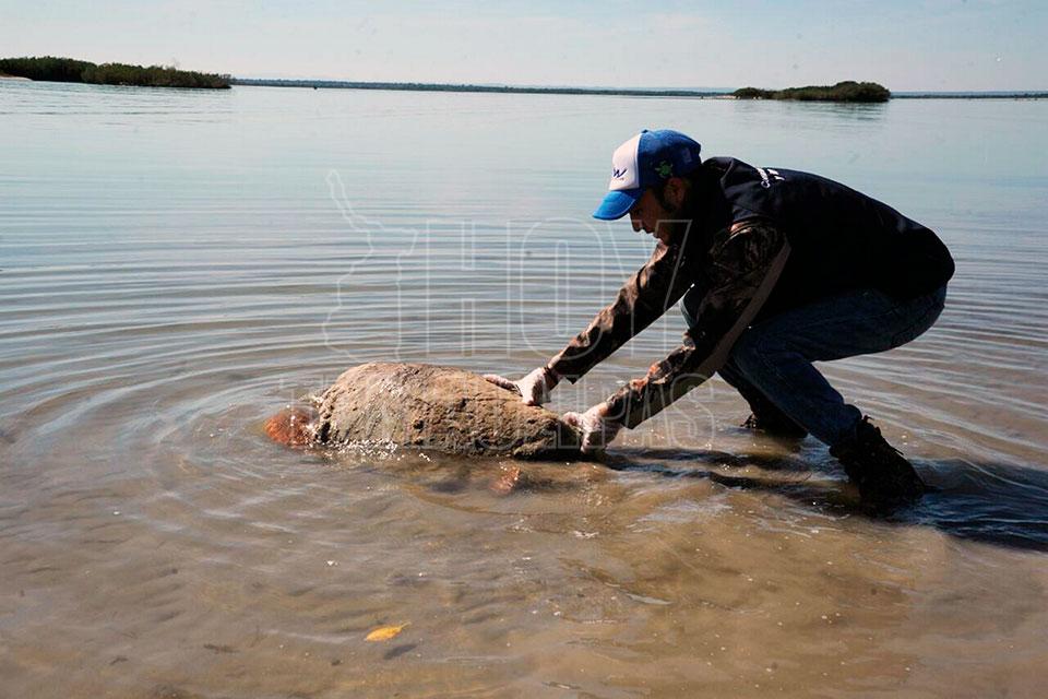 Rescatan tortugas Caguama en costas de Tamaulipas