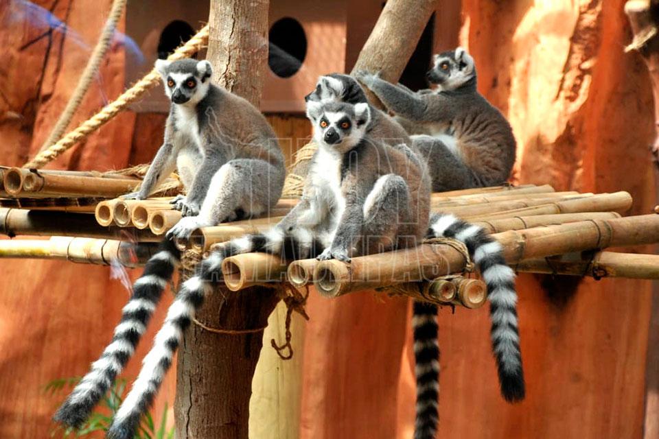 Lmures de Madagascar
