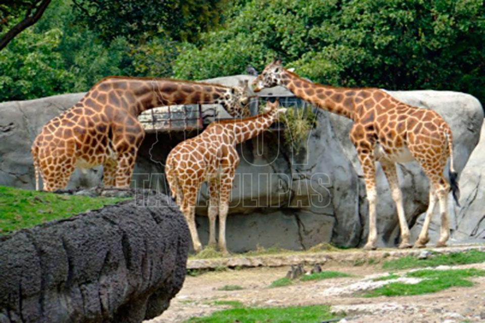 Hoy Tamaulipas Experiencia y conocimiento caracteristicas del Zoologico de Chapultepec