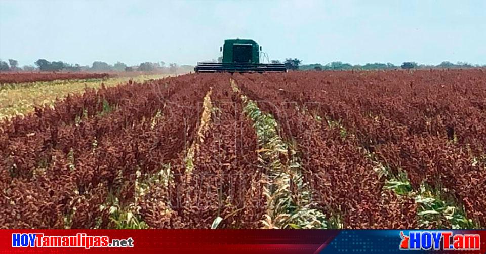 Hoy Tamaulipas Tamaulipas Venden a excelentes precios la tonelada de