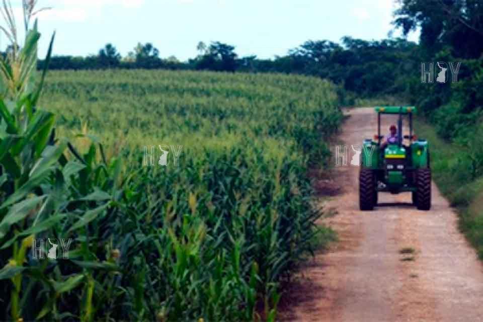 Hoy Tamaulipas - Jovenes abandonan el campo en Ciudad Victoria por ...