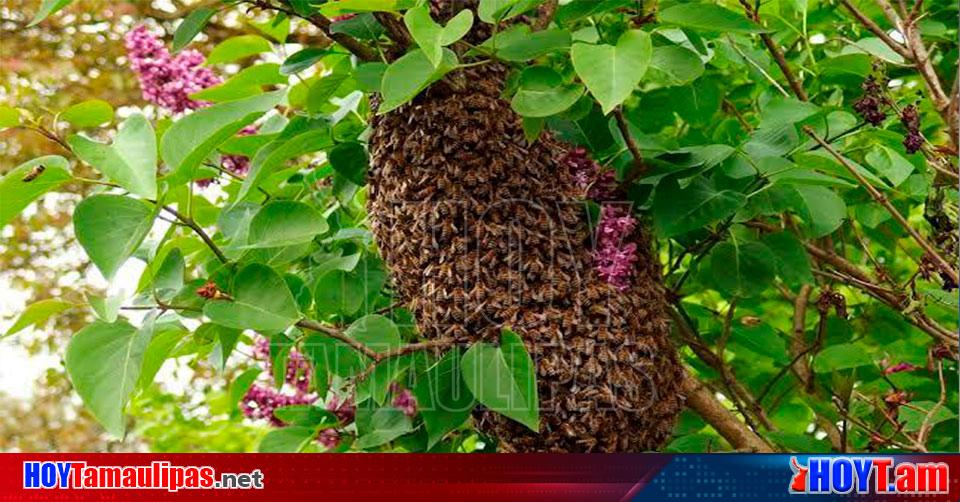 Hoy Tamaulipas – Tamaulipas advierte a CP por aumento de ataques de abejas en Ciudad Victoria