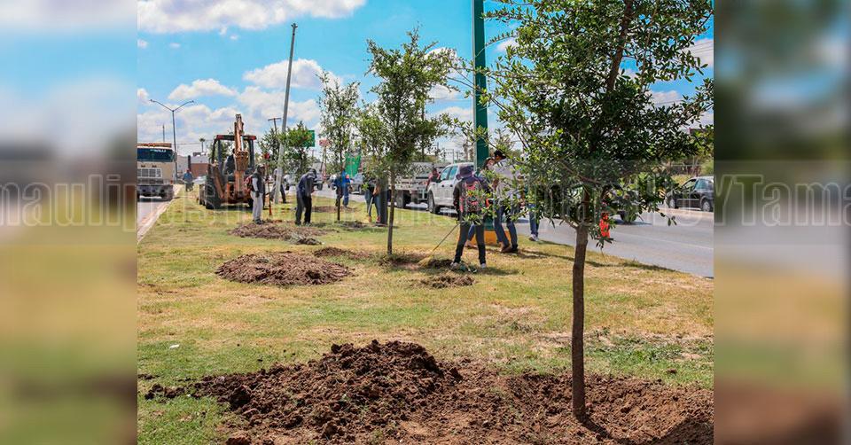 Hoy Tamaulipas - Tamaulipas Arranca Sanmiguel reforestacin de Nuevo Laredo en Calzada de los Hroes - Vimarsana News