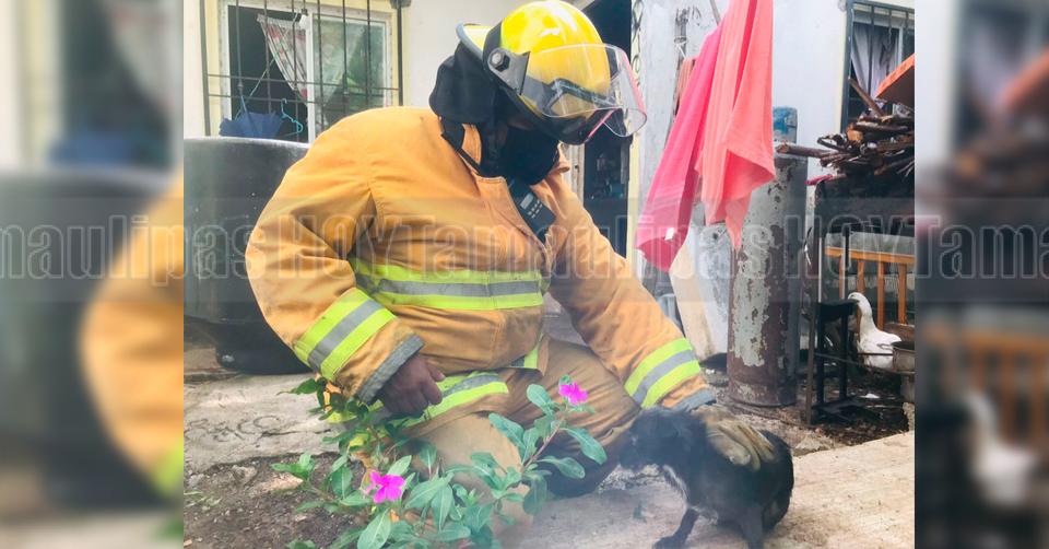 Hoy Tamaulipas - Tamaulipas Seguridad Bomberos salvan a perrito de morir quemado en Ciudad Victoria - Vimarsana News