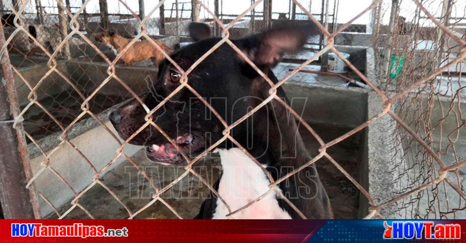 Hoy Tamaulipas – Tamaulipas atiende PC y Bomberos de Nuevo Laredo informes de animales Hoy Tamaulipas – Tamaulipas atiende PC y Bomberos de Nuevo Laredo informes de animales