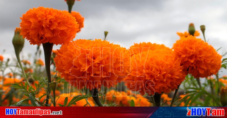 Hoy Tamaulipas - Ocupa San Luis Potosi segundo lugar nacional de produccion de flor de cempasuchil Hoy Tamaulipas - Ocupa San Luis Potosi segundo lugar nacional de produccion de flor de cempasuchil