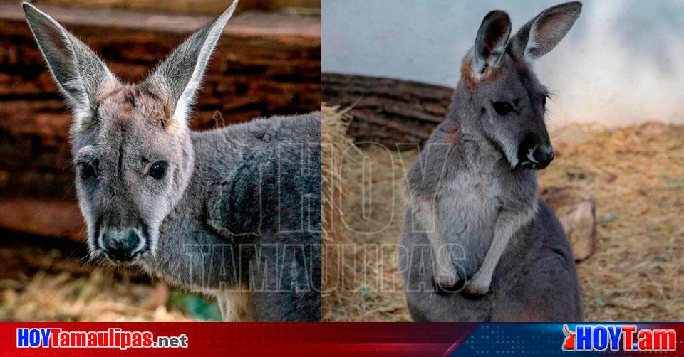 Zoológico de Tamaulipas presume a su cría de canguro - El Sol de Tampico