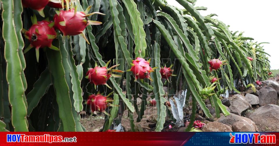 Hoy Tamaulipas Cultivo de pitaya Potencializaran cultivo de pitaya en Puebla