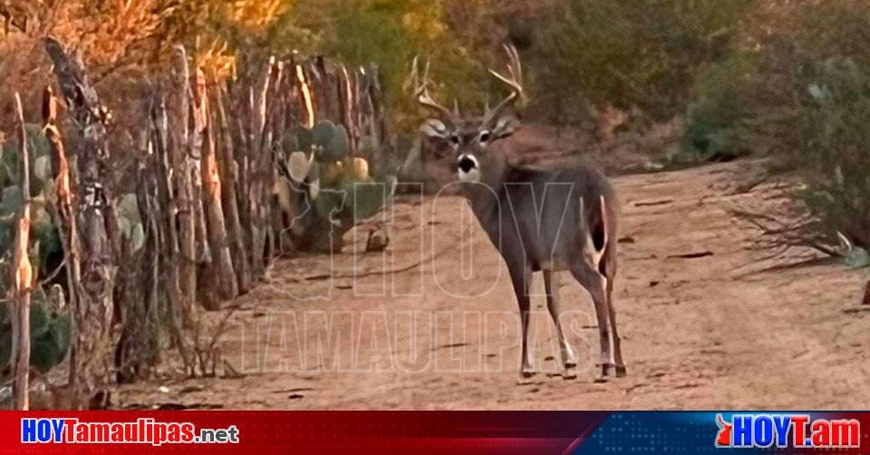 Hoy Tamaulipas Disponibles 700 ranchos de Tamaulipas para temporada