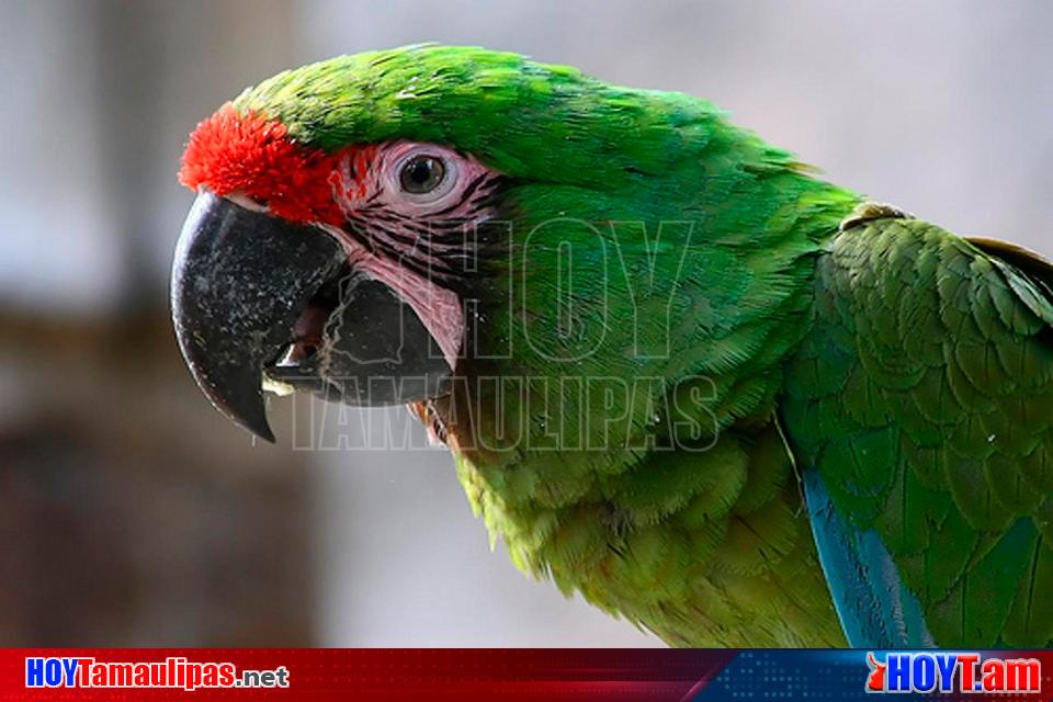 Hoy Tamaulipas Rescatan en Chiapas a guacamaya verde especie en peligro de extincion Hoy Tamaulipas Rescatan en Chiapas a guacamaya verde especie en peligro de extincion