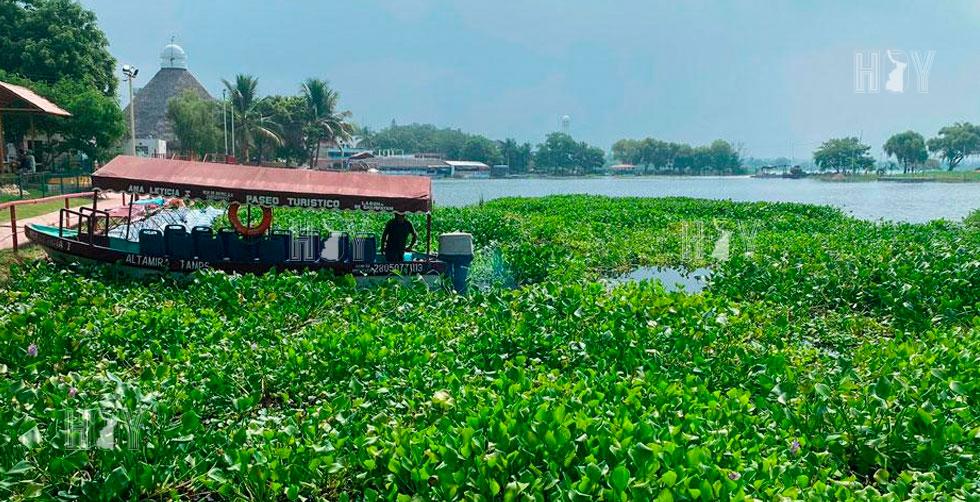 Hoy Tamaulipas - Lirio invade el sistema lagunario de Champayan en Altamira