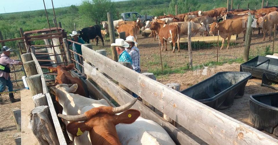 Hoy Tamaulipas - Tamaulipas Refuerzan bienestar del sector ganadero de ...