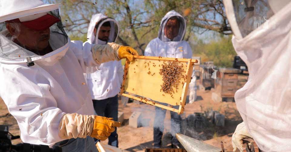 Hoy Tamaulipas - Fortalece Gobierno de Nuevo Laredo a productores de ...