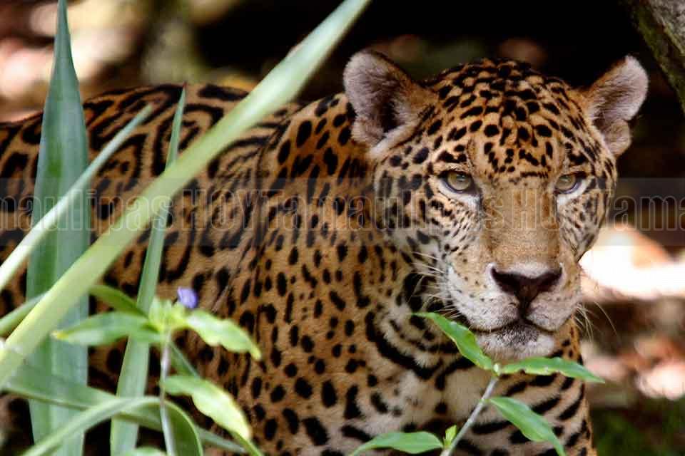 Hoy Tamaulipas Especies de felinos en Mexico amenazadas