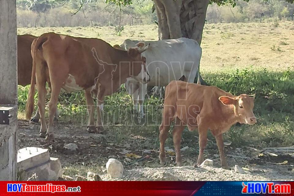 Hoy Tamaulipas Regresan ganaderos de Tamaulipas a sus ranchos e