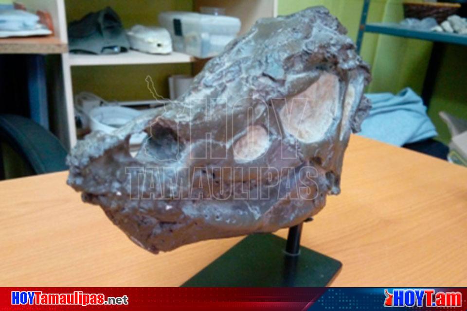 Hoy Tamaulipas - Descubren diminuto dinosaurio pariente del Tyranosaurio Rex