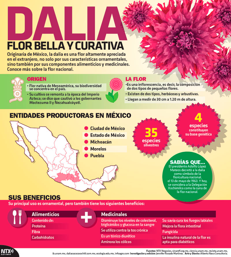 La dalia, flor bella y curativa