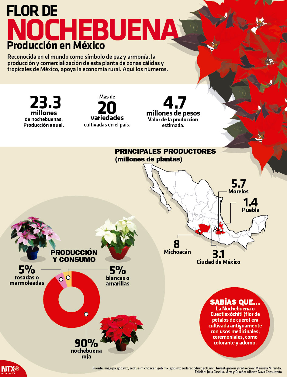 Flor de Nochebuena