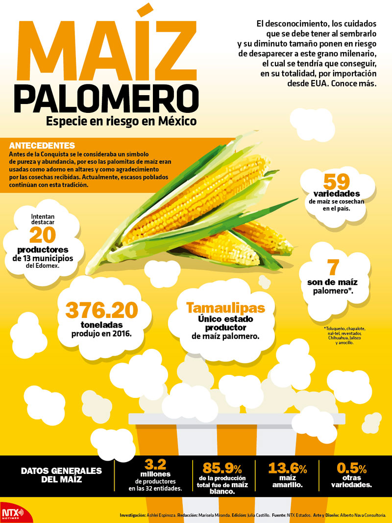 Ma�z palomero, especie en riesgo en M�xico 
