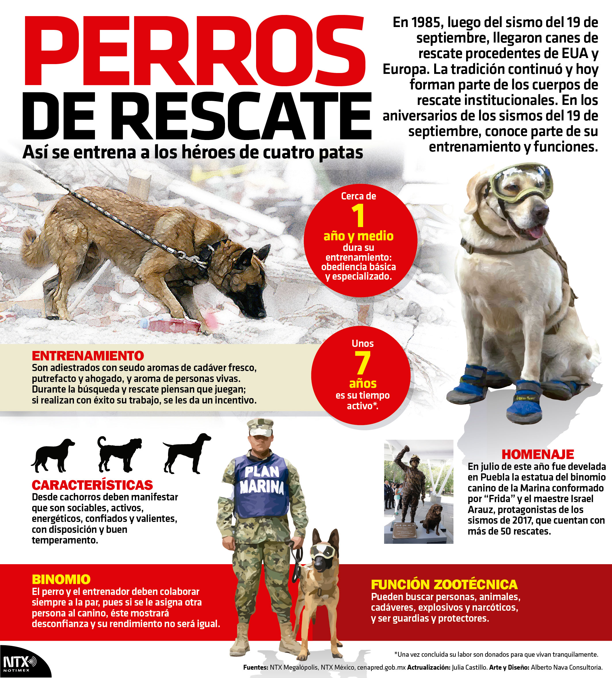Perros de rescate, as� se entrena a los h�roes de cuatro patas