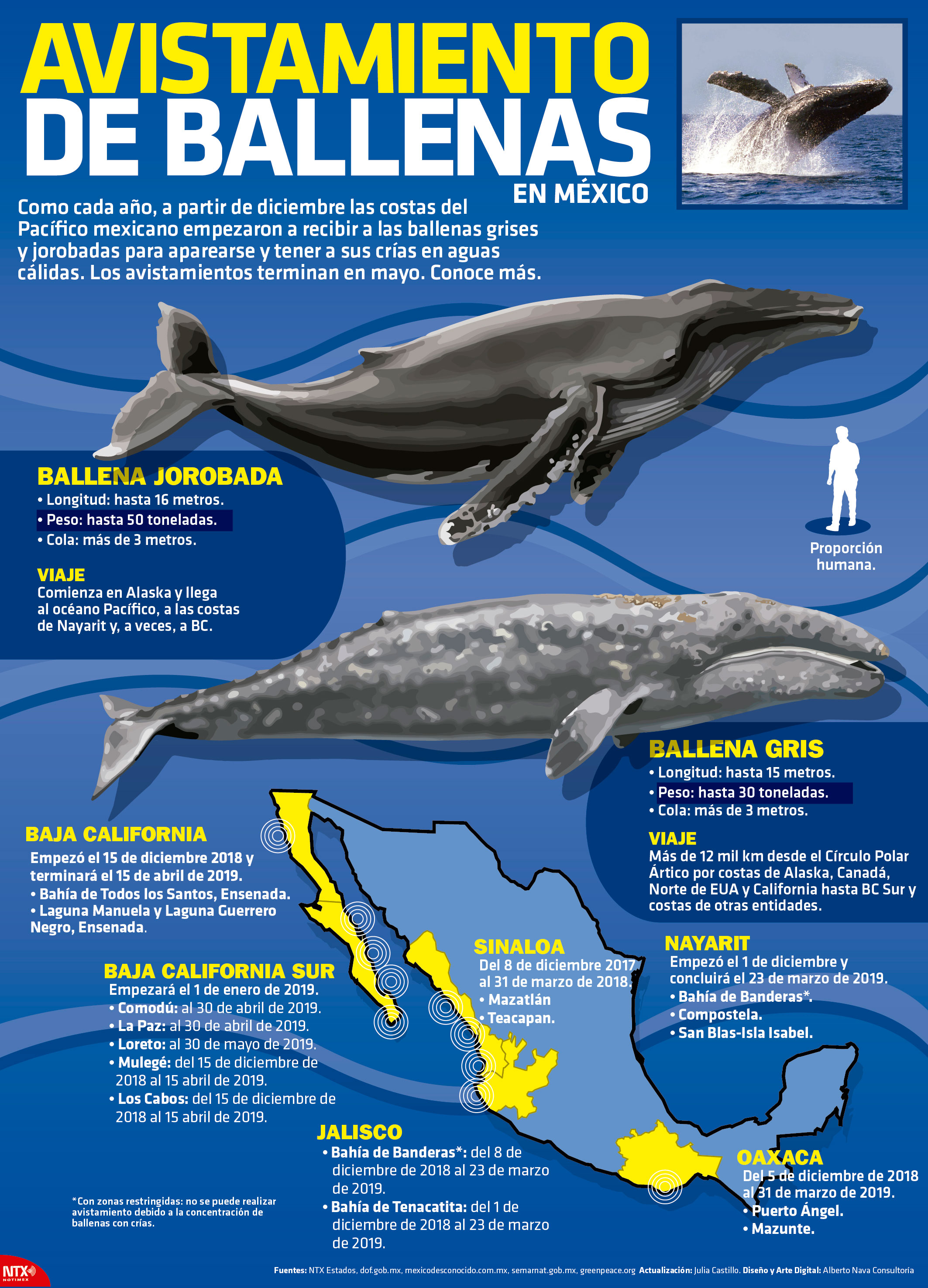 Avistamiento de Ballenas en M�xico