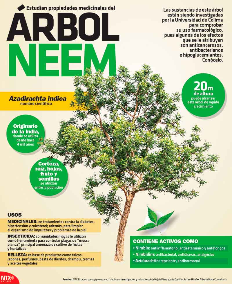 Estudian propiedades medicinales del árbol del Neem