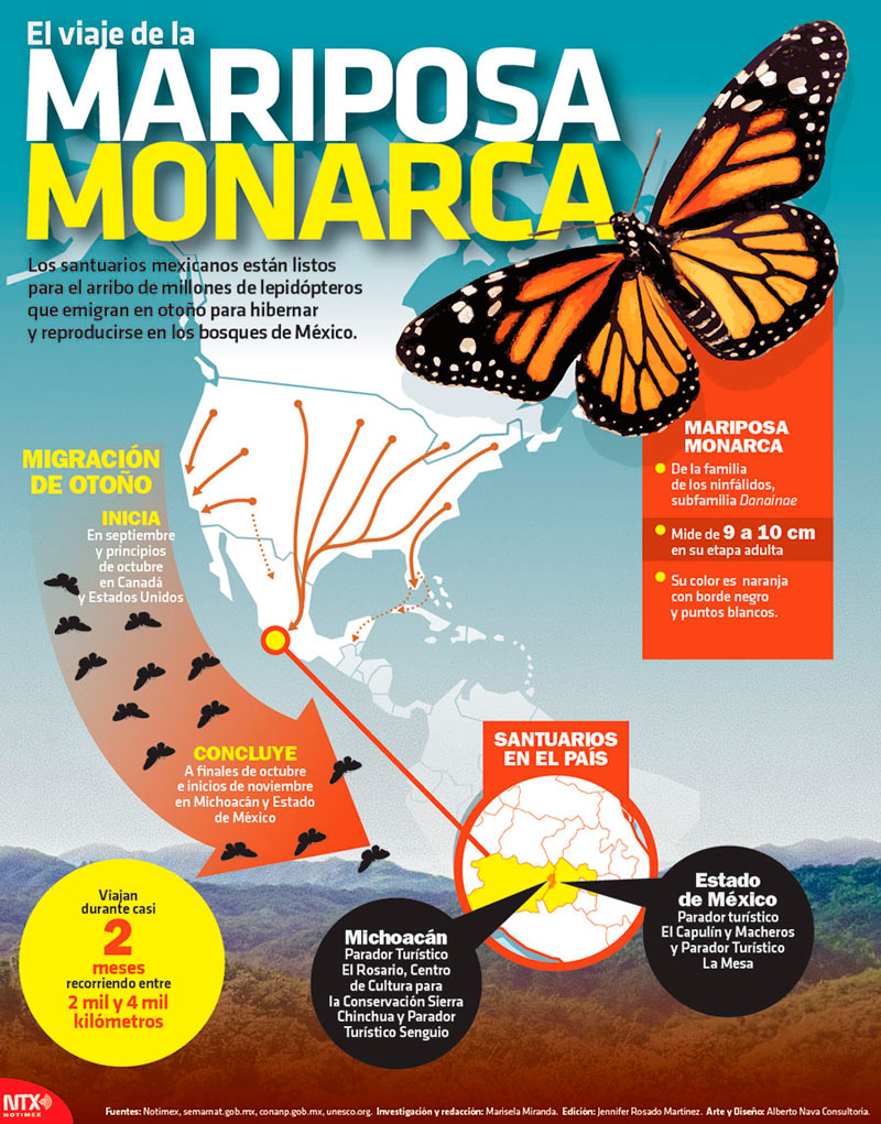 El viaje de la mariposa monarca 