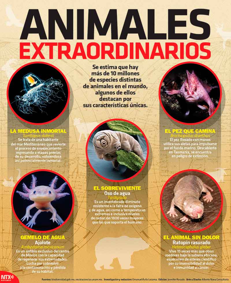 Animales extraordinarios