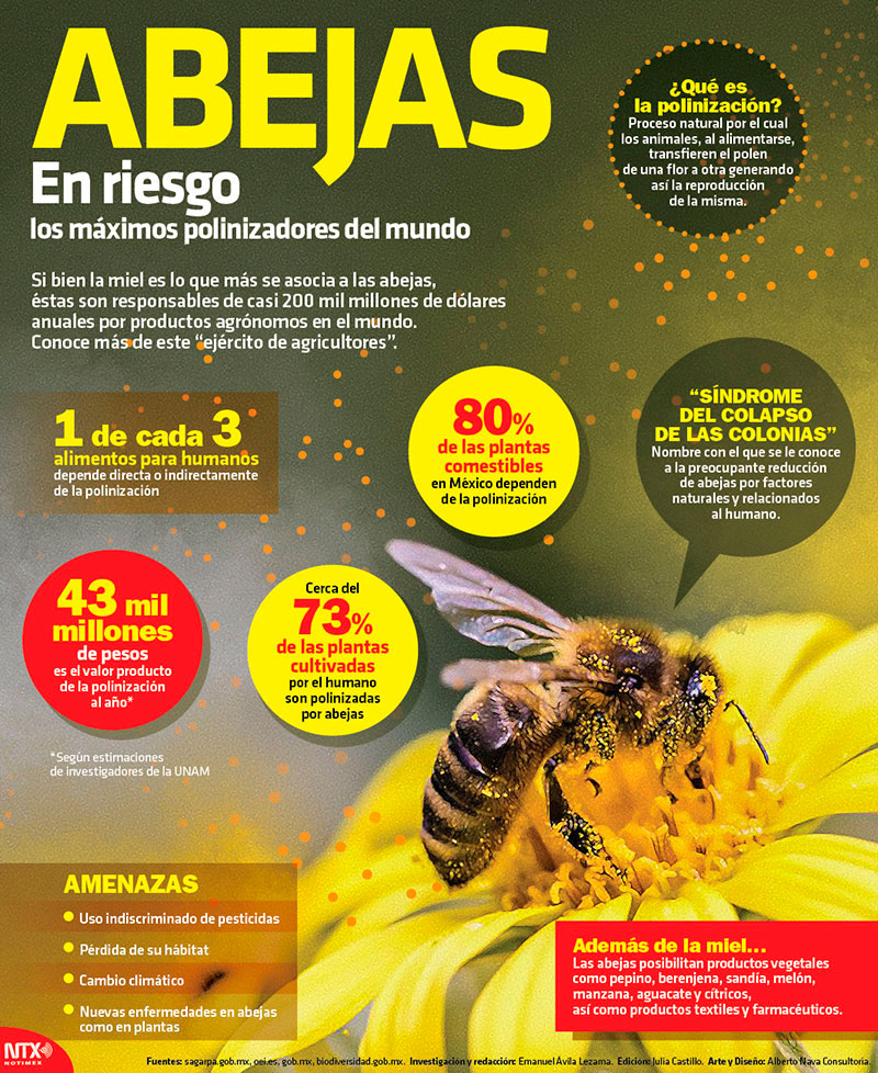Abejas. En riesgo los m�ximos polinizadores