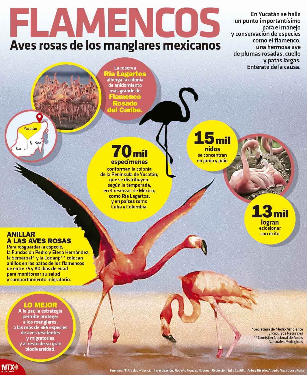 Flamencos, aves rosas de los manglares 