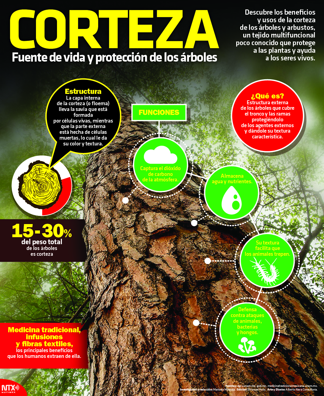 Corteza de �rbol