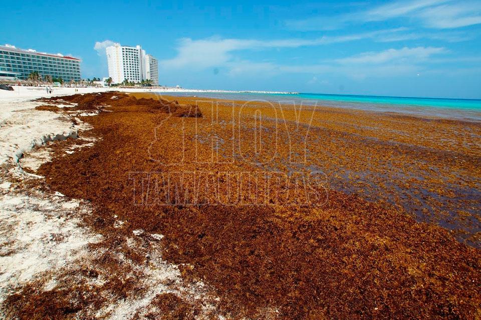 Hoy Tamaulipas Aumentara la llegada de sargazo a la costa de Cancun