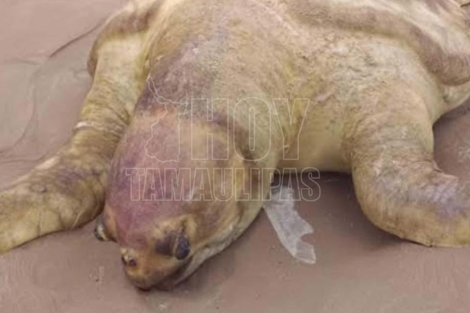 Anzuelos y redes matan a tortugas en Playa Miramar - Hoy Tamaulipas