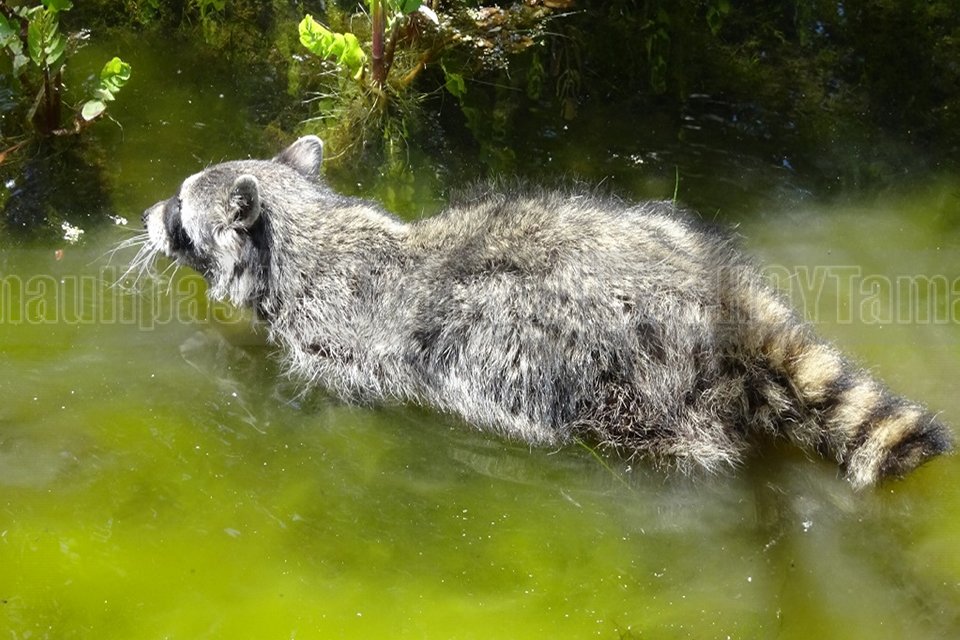 PROFEPA rescata a 15 ejemplares de fauna silvestre en Ensenada