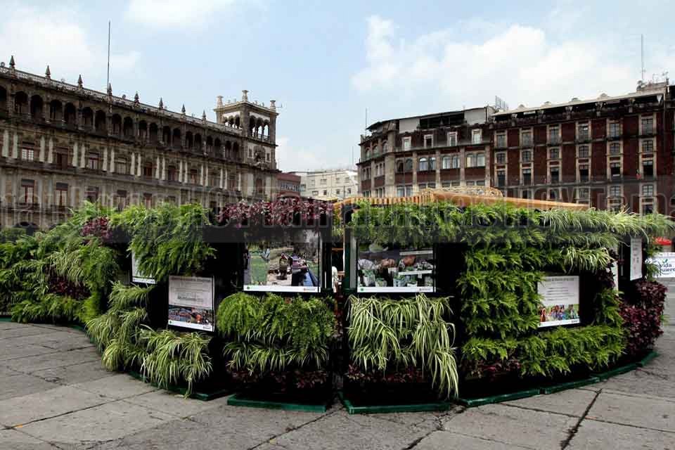 El z�calo se llena de verde