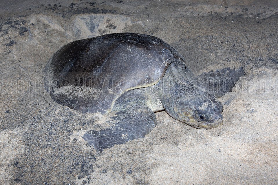 Arriban tortugas marinas a Michoac�n