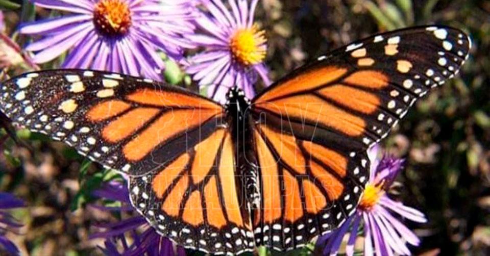Mariposas Monarca en Michoacn