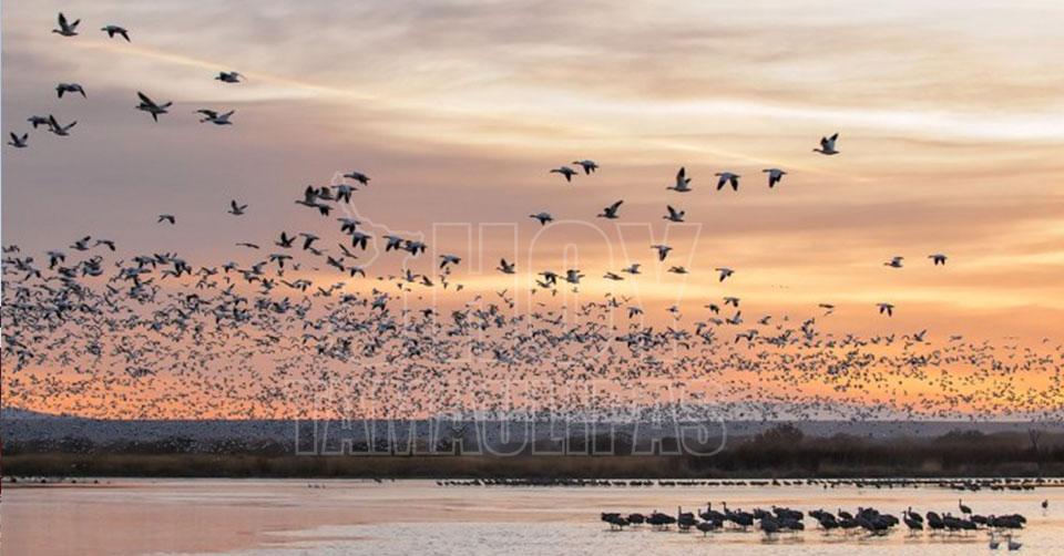 Aves migran a Mxico 