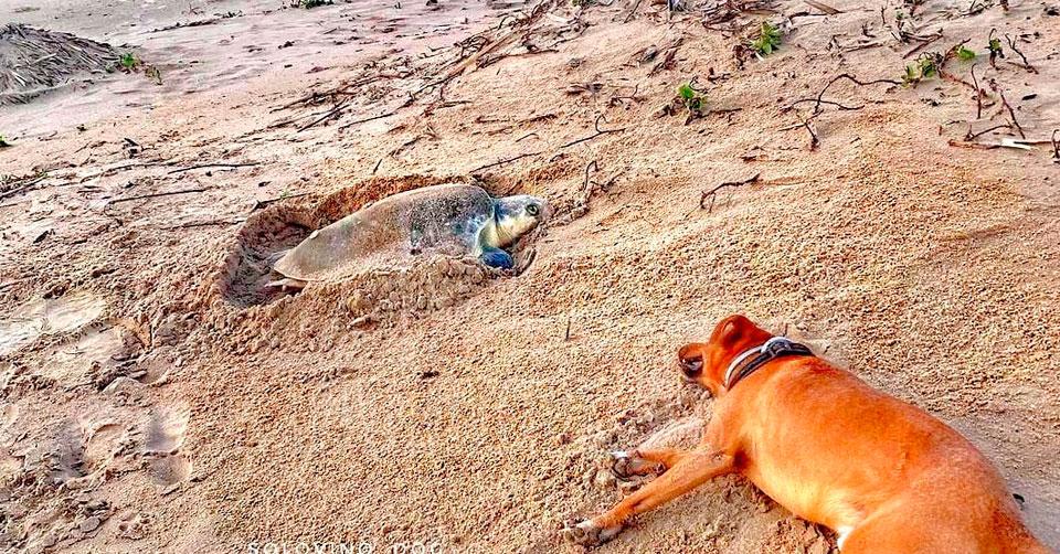 Hoy Tamaulipas - Tamaulipas Solovino el lomito viral que cuida a la tortuga  lora en Playa Miramar