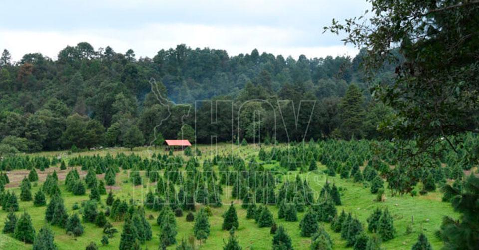 Hoy Tamaulipas - Metepec Listos para su comercializacion 400 mil arboles de navidad Hoy Tamaulipas - Metepec Listos para su comercializacion 400 mil arboles de navidad