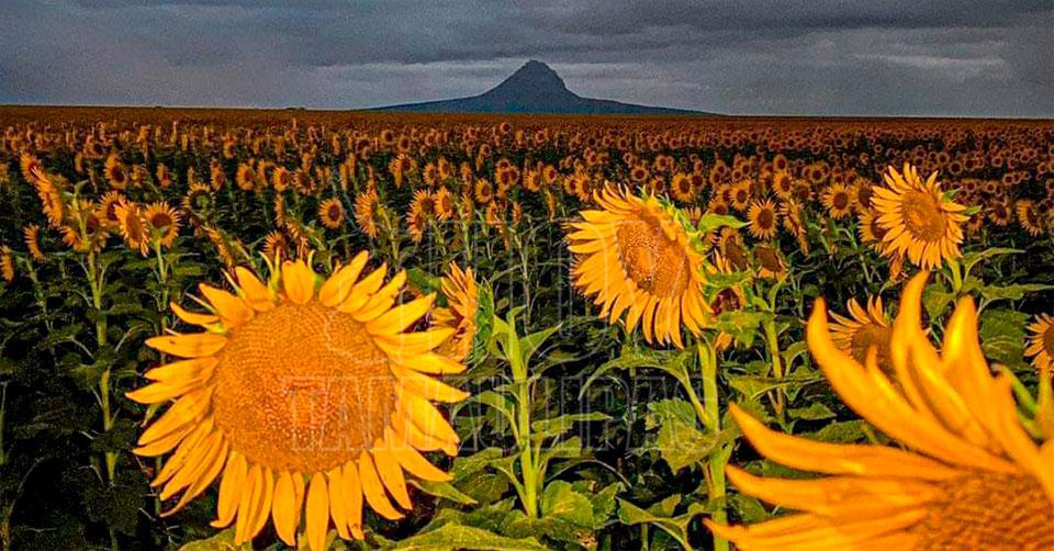 Campo de girasoles en Gonzlez 