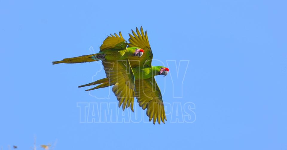 Guacamayas en pleno vuelo 